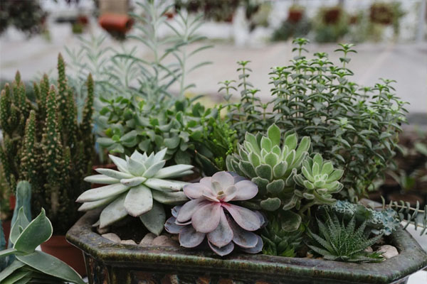 Vastu | ನಿಮ್ಮ ಮನೆ ಸುತ್ತ ಈ ಗಿಡಗಳಿದ್ರೆ ಈವಾಗ್ಲೇ ಕಿತ್ತು ಬಿಸಾಕಿ! ಇಲ್ಲಾಂದ್ರೆ ನಿಮಗೆ ಖಂಡಿತ ಒಳ್ಳೆದಾಗಲ್ಲ